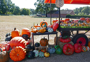 A pumpkin sales booth in the Netherlands. The selling is based on trust. The prices are on the...