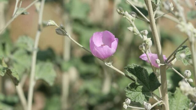 Pink flowering determinate cymose panicle inflorescences of Chaparral Mallow, Malacothamnus Fasciculatus, Malvaceae, native monoclinous deciduous shrub in the Coachella Valley Desert, Springtime.