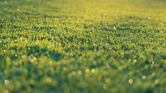 Shadows of football players on the football field. Football background. Football at sunset.