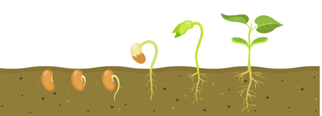 Germination of bean seed in soil. Stages of growth of seedlings in agriculture.