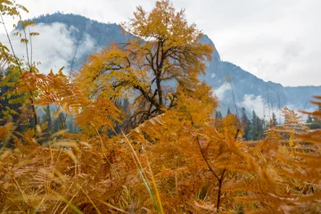 Badkamer foto achterwand Autumn in Yosemite © Galyna Andrushko