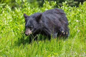 Black bear
