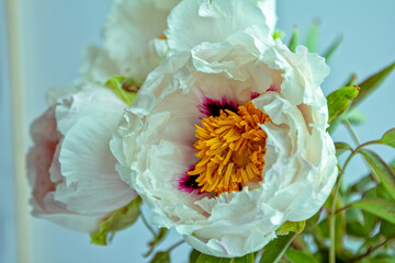 Fototapeta na wymiar Beautiful white peony suffruticosa or tree peonies flowers bouquet with water drops on petals on a white background.