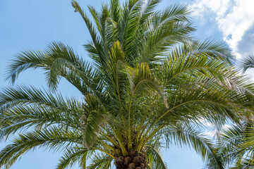 Fototapeta premium palm tree in the sky