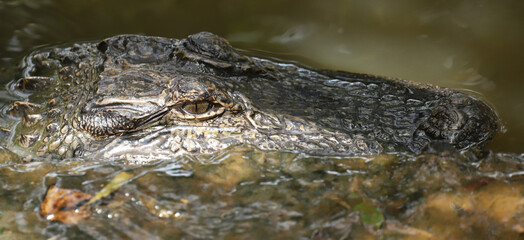 American alligator floating next to a culvert. 