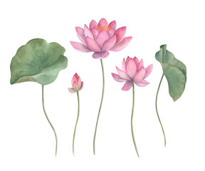 Watercolor set with lotus. Hand drawn isolated illustration on white background - 528279813