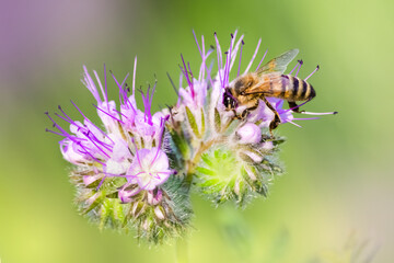 honey bee sitting on the violet flower. copy space