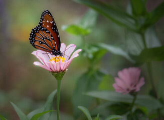 Queen Butterfly in the Zinnias