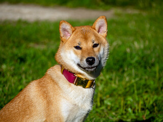 Shiba Inu plays on the dog playground in the park. Cute dog of shiba inu breed walking at nature in summer. walking outside. 