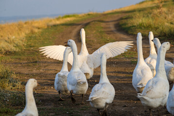 Geese in the grass, domestic bird, flock of geese. Flock of domestic geese. Summer green rural farm landscape gaggle Moldova