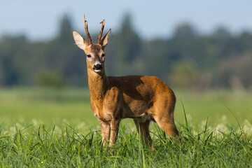 Roe deer, capreolus capreolus, buck with broken antler on a floodplain meadow with flowers and...