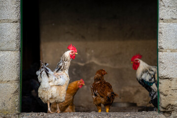 chicken sunset, flock, hens having lunch , Free-range chicken on an organic farm organic.