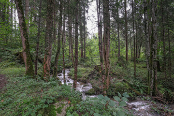 A stream in a small forest on Ramsau height, Ramsau am Dachstein, high abobe Schladming, Styria, Austria