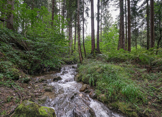 Fototapeta na wymiar A stream in a small forest on Ramsau height, Ramsau am Dachstein, high abobe Schladming, Styria, Austria 