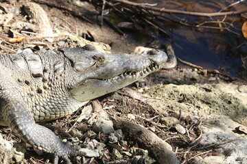 crocodile head
