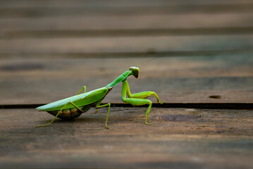 European mantis, mantis religiosa, standing on a branch with yellow moss and looking into camera in summer at sunset. Animal wildlife in nature. Green insect with antennas egg