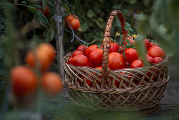 Basket full of red tomatoes near  plants. freshly picked wicker basket. Rural or rustic style.  rich harvest Process greenhouse   organic vegetable garden