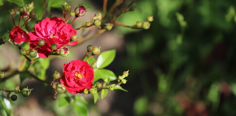 Bush rose close-up. Two opened buds with red petals.
