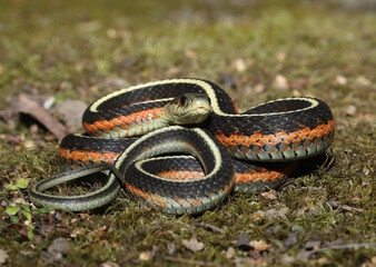 Profile view of a harmless and pretty coast gartersnake (Thamnophis elegans terrestris) coiled up in a backyard. 