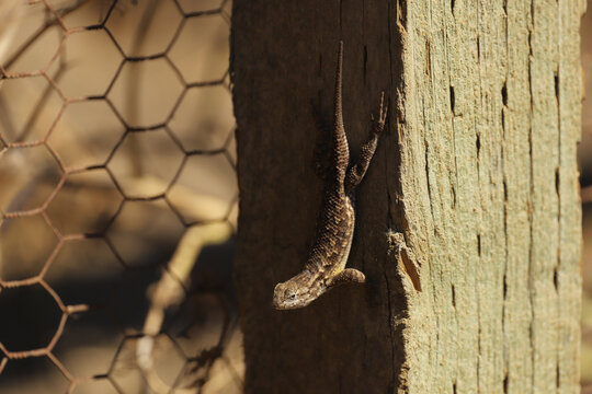 Western Fence Lizard (Sceloporus occidentalis) perches on a fence post with its head down, waiting for an insect to eat. 