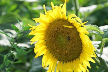 sunflower and bee