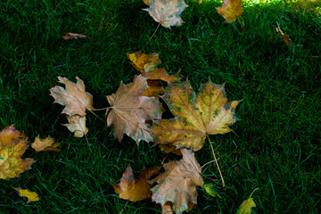 Jesienne liście na zielonej trawie