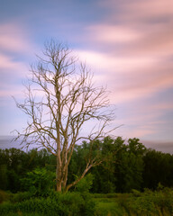 A dying tree is found in a meadow area as the sun is setting during golden hour.