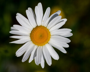 Close up of a Daisy