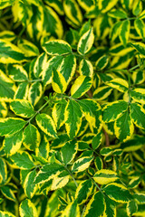 Green and Yellow Plant Leaves