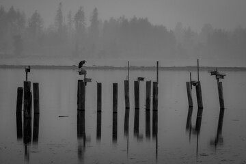 A Moody Day at Oyster Bay on Vancouver Island, British Columbia. A heron sitting on pilings on a grey day.