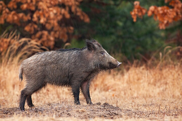 Wild boar, sus scrofa, standing on a glade in autumn with orange leaves in background. Mammal wet from rain with dark fur on a forest clearing. Side view of animal wildlife.