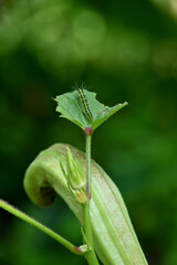 closeup the green caterpillar insect hold and sitting on the ladyfinger plant leaf with ladyfinger in the farm soft focus natural green brown background.