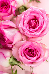 Pink roses