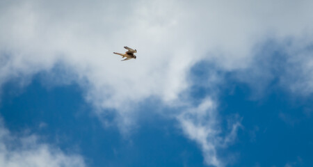 Common Kestrel (Falco tinnunculus) hovering in the air on a summer morning in Mallorca (Spain)