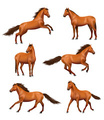 Obraz premium Horse realistic. Wild galloping horses fast running different action poses decent vector illustrations set