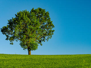 Fototapeta na wymiar green tree and green field
