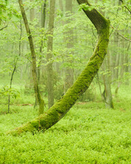 tree covered by moss