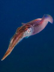 Caribbean reef squid (Sepioteuthis sepioidea) in the Exuma Cays, Bahamas