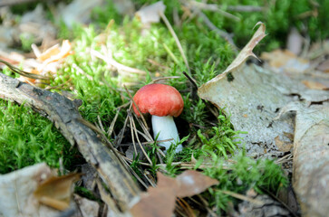 mushroom in the forest