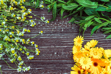 fresh aromatic medicinal herbs, mint, chamomile and calendula flowers on a brown wooden background 4