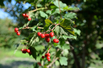 red berries on a branch