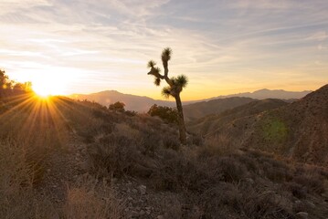 Sunburst lighting Joshua tree before sunset on slope of desert hills