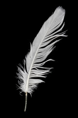 white feather of a goose on a black background