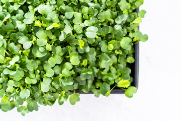 Microgreens