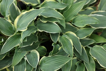 Beautiful hosta plant with colorful leaves as background, closeup