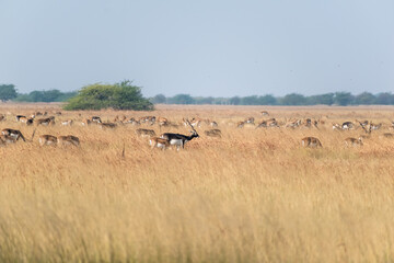 Naklejka na ściany i meble A large herd of blackbucks grazing in the vast grasslands of the Velavadar National Park near Bhavnagar in Gujarat, India.