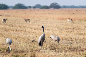 Obraz na płótnie Canvas Common crane birds in the grasslands of the Velavadar National Park near Bhavanagar in Gujarat, India.