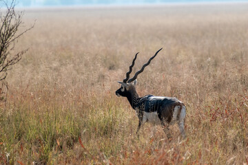 A juvenile male blackbuck with horns grazing in the grasslands of the Velavadar National Park near...