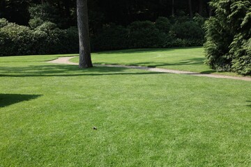 Obraz premium Beautiful view of green grass in garden on sunny day