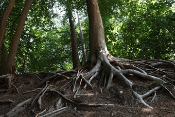 Fototapeta premium Tree roots visible through ground in forest